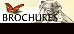 View brochures